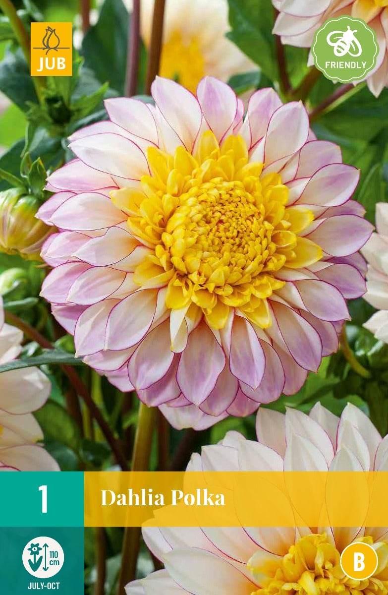 Dahlia Polka