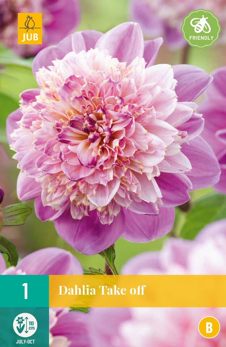 Dahlia Take Off