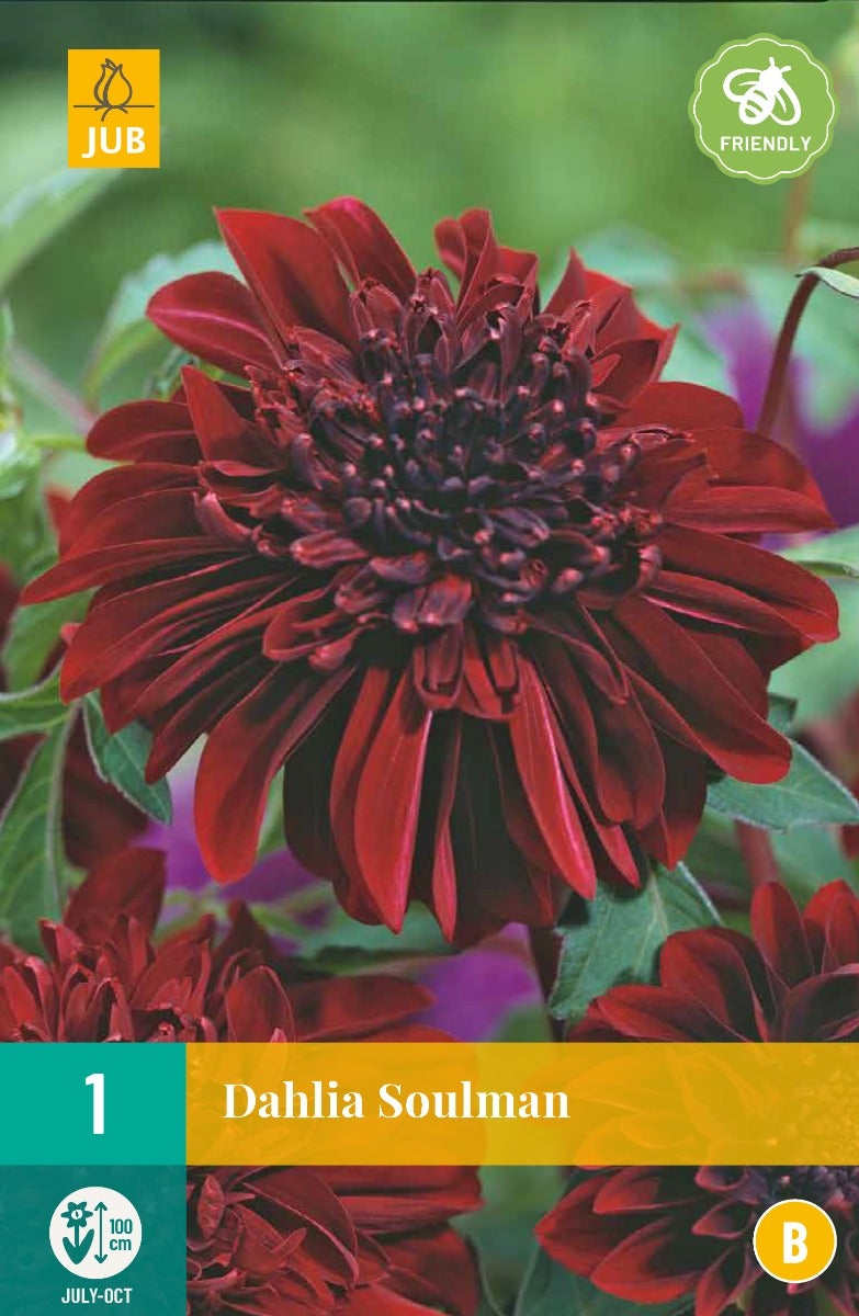Dahlia Soulman