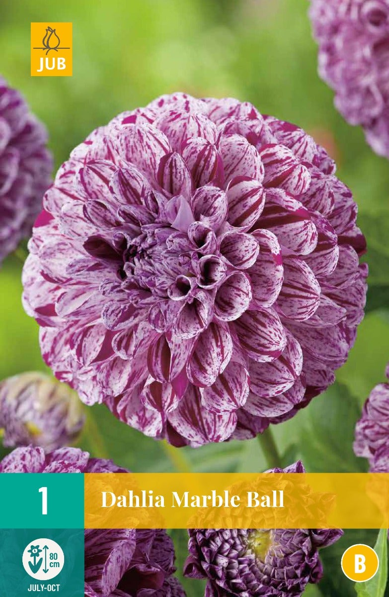 Dahlia Marble Ball