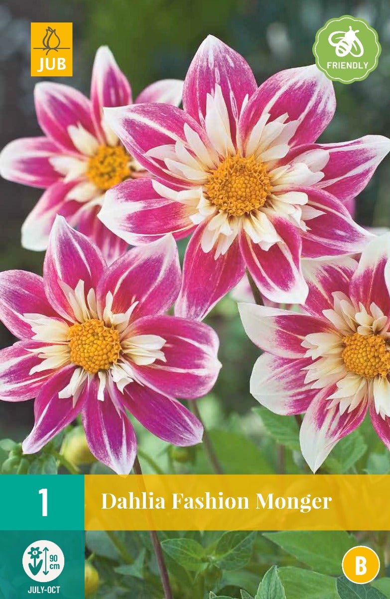 Dahlia Fashion Monger