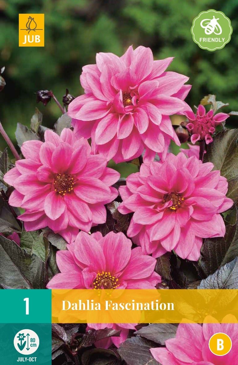 Dahlia Fascination