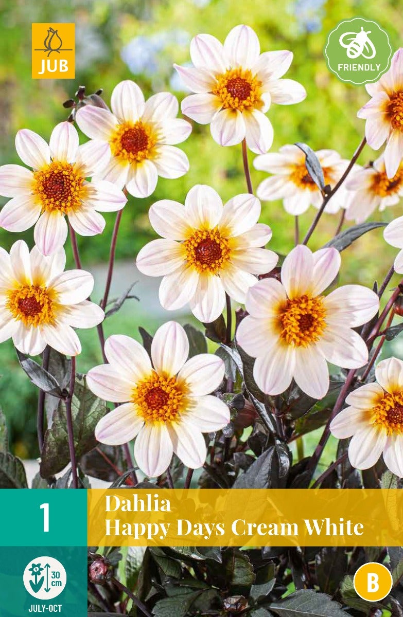 Dahlia Happy Days Cream White