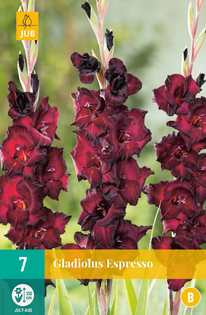 Gladiolus Espresso