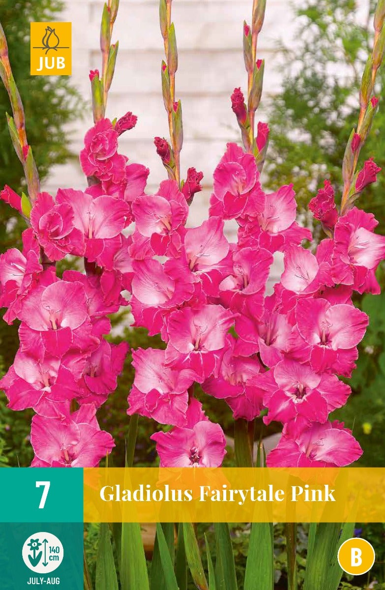 Gladiolus Fairytale Pink