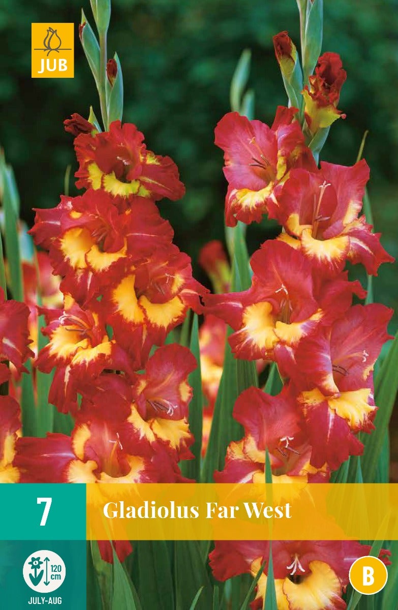 Gladiolus Far West