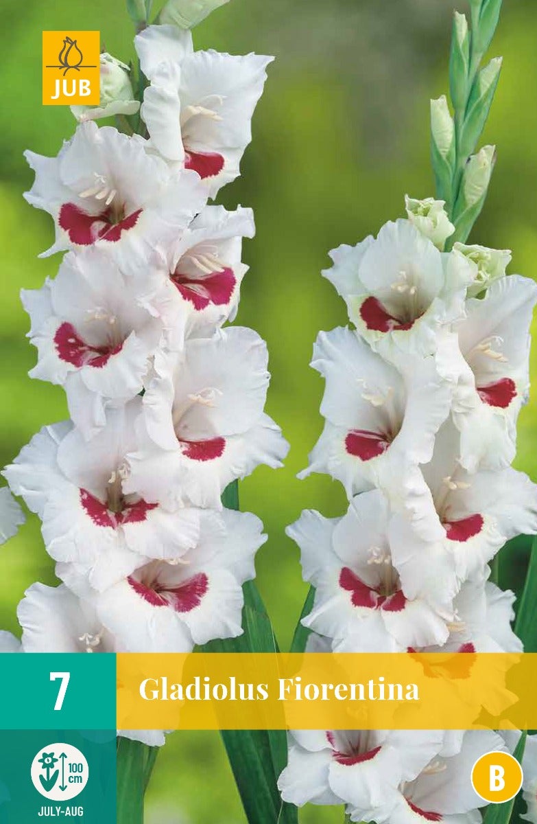 Gladiolus Fiorentina
