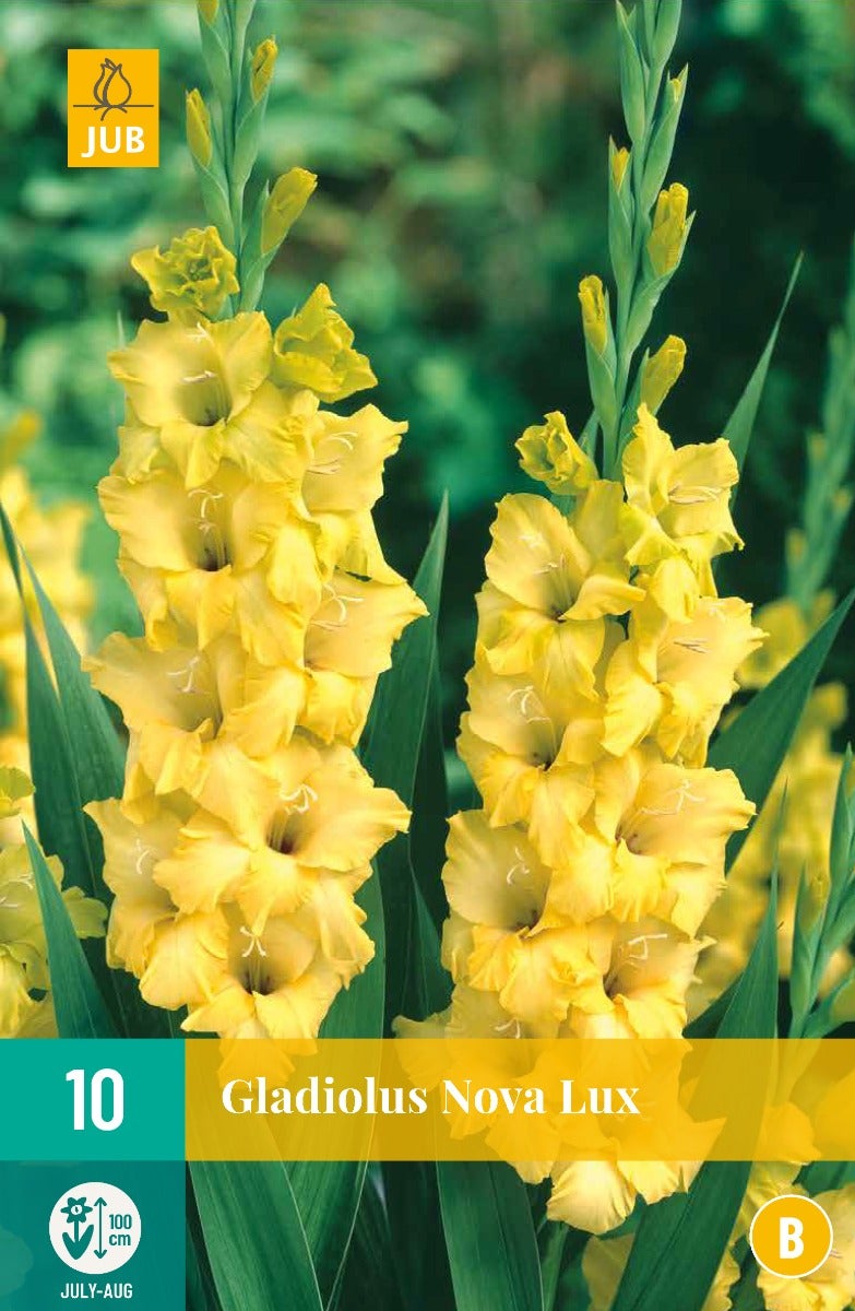 Gladiolus Nova Lux