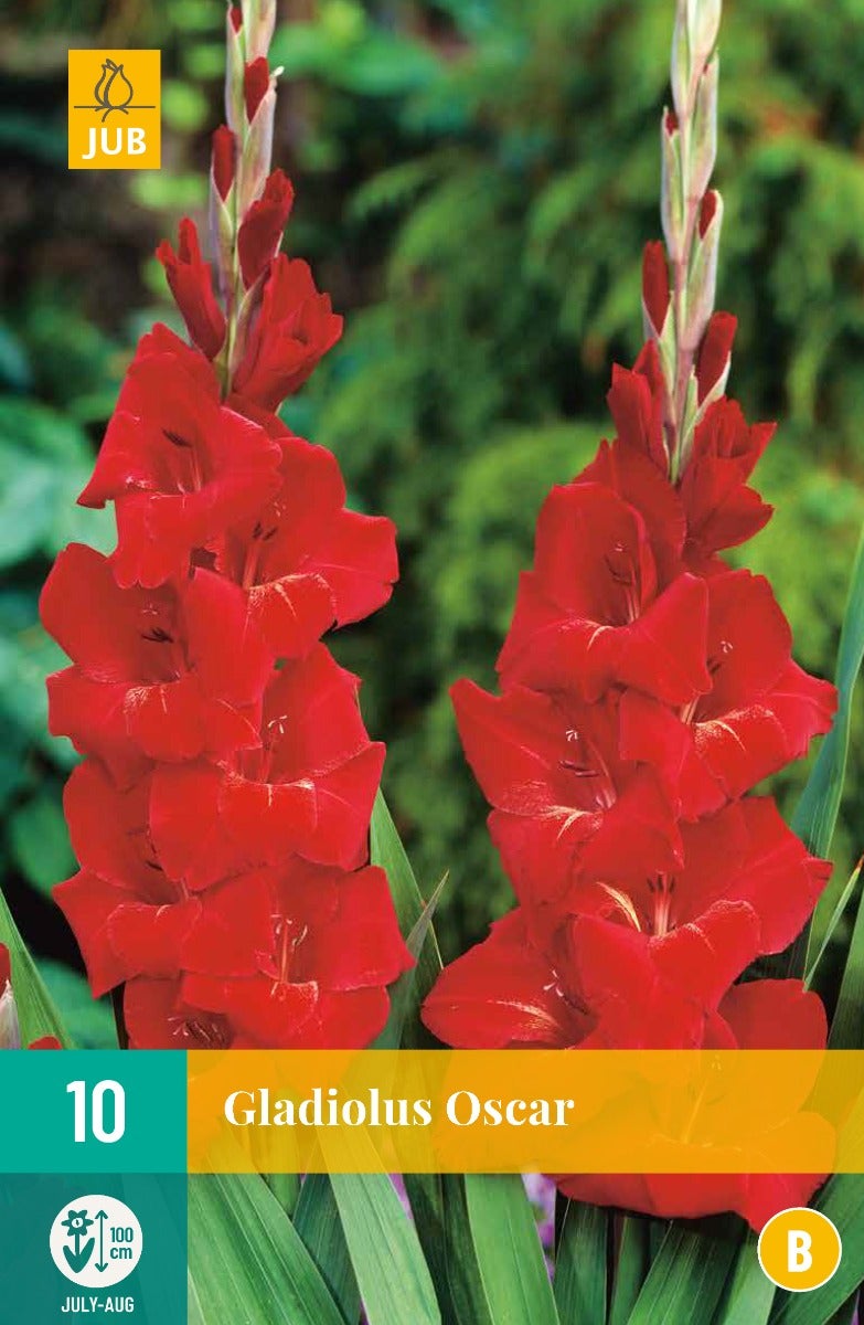 Gladiolus Oscar