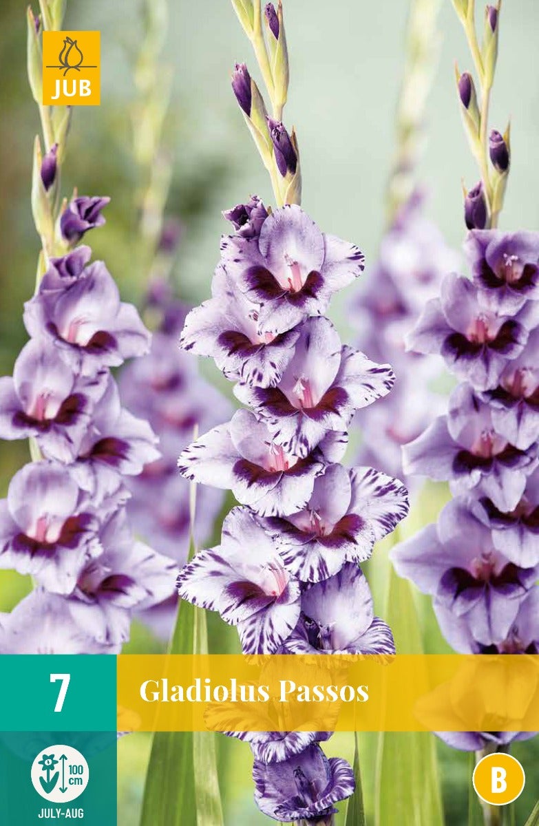 Gladiolus Passos