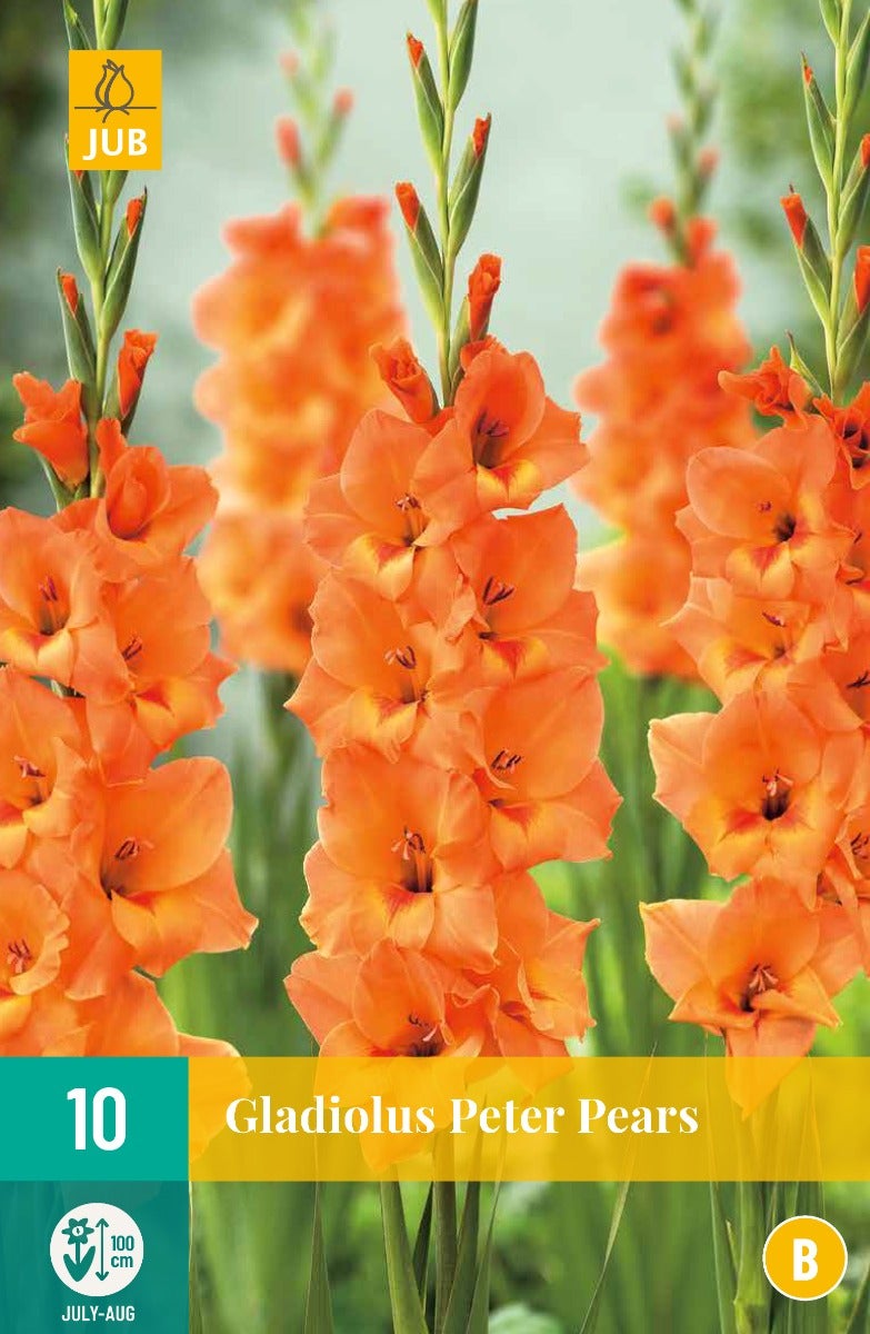 Gladiolus Peter Pears