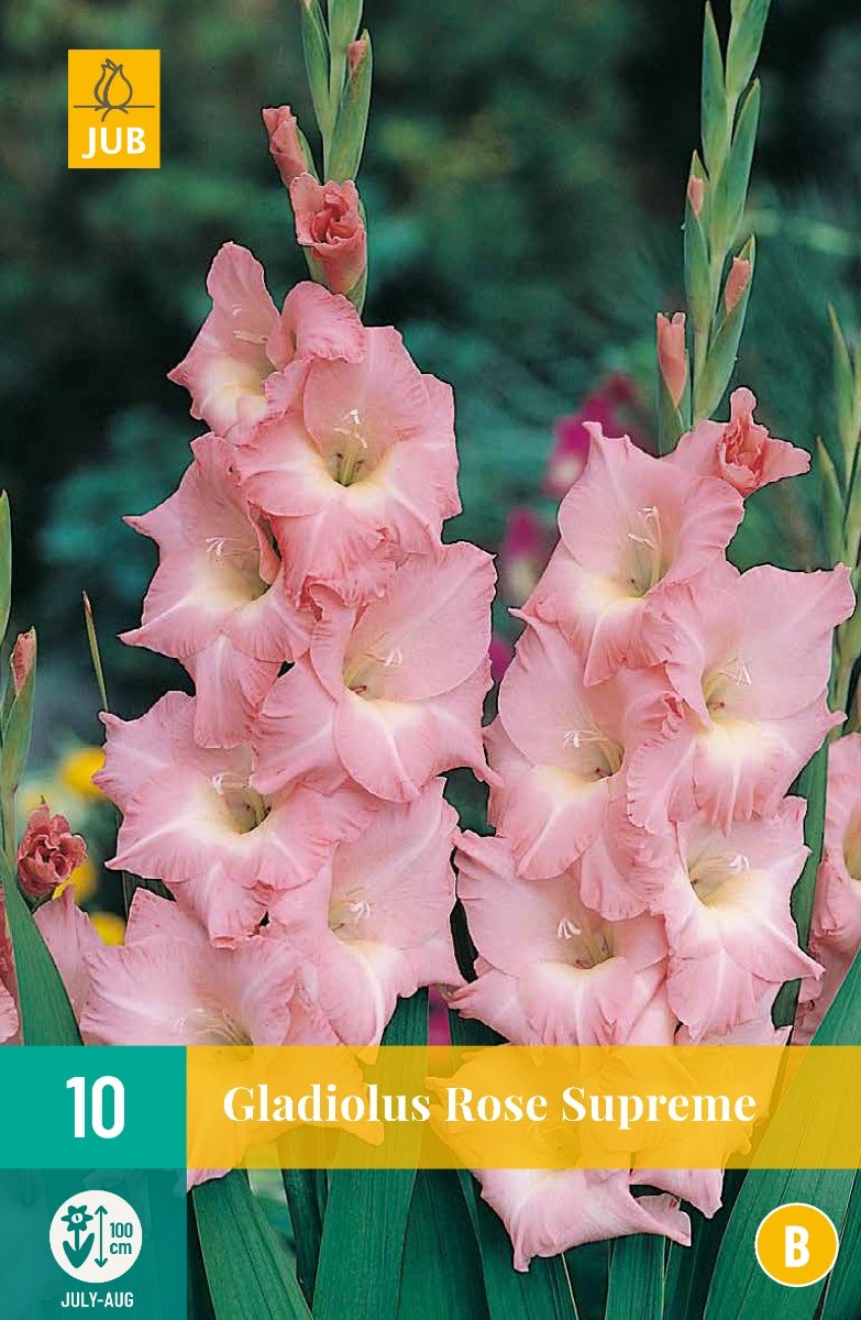 Gladiolus Rose Supreme
