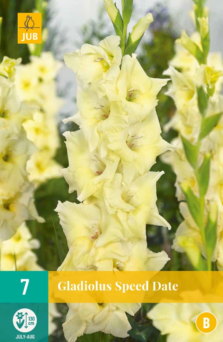 Gladiolus Speed Date