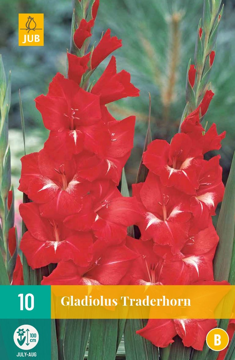 Gladiolus Traderhorn
