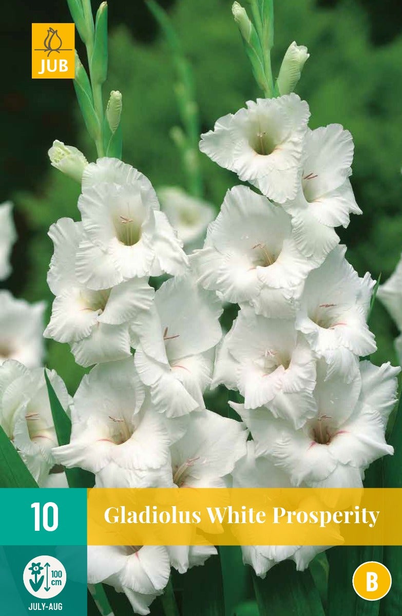Gladiolus White Prosperity