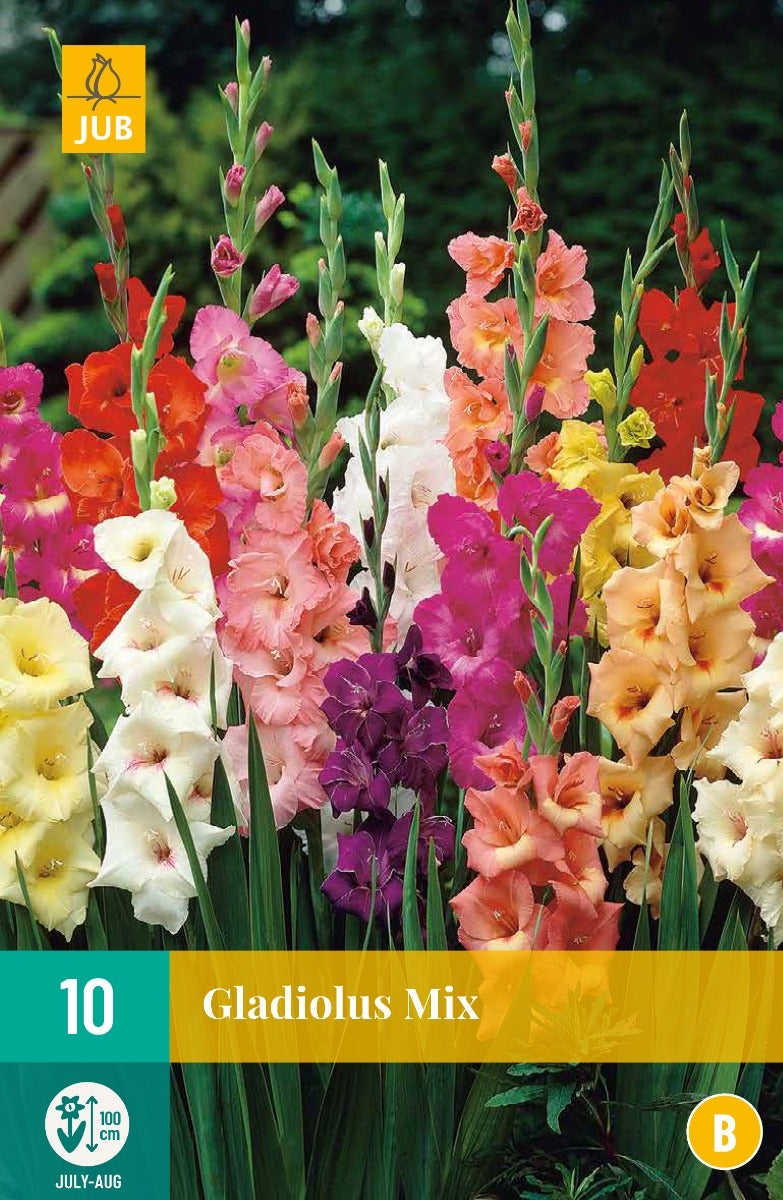 Gladiolus Mix