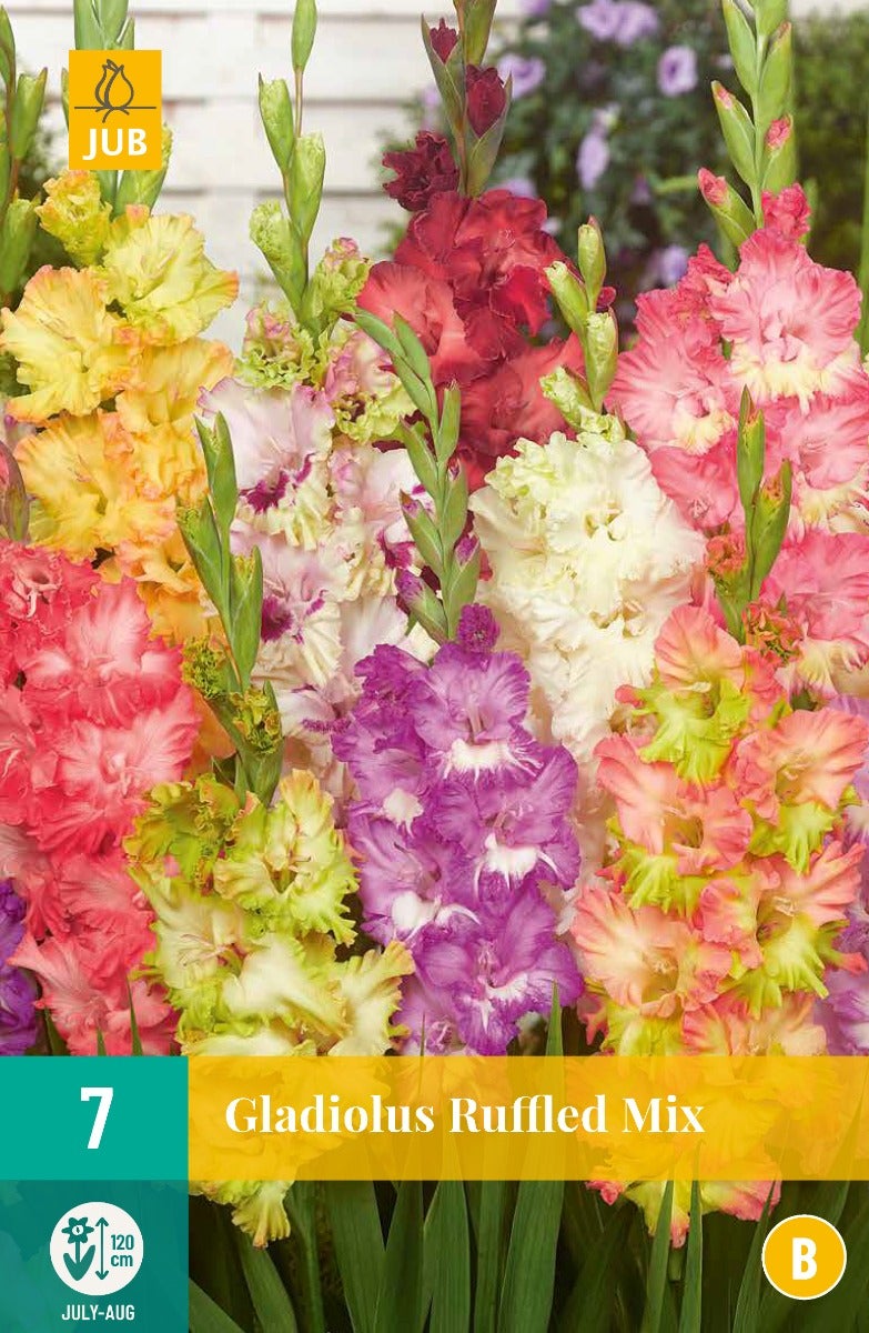 Gladiolus Ruffled Mix