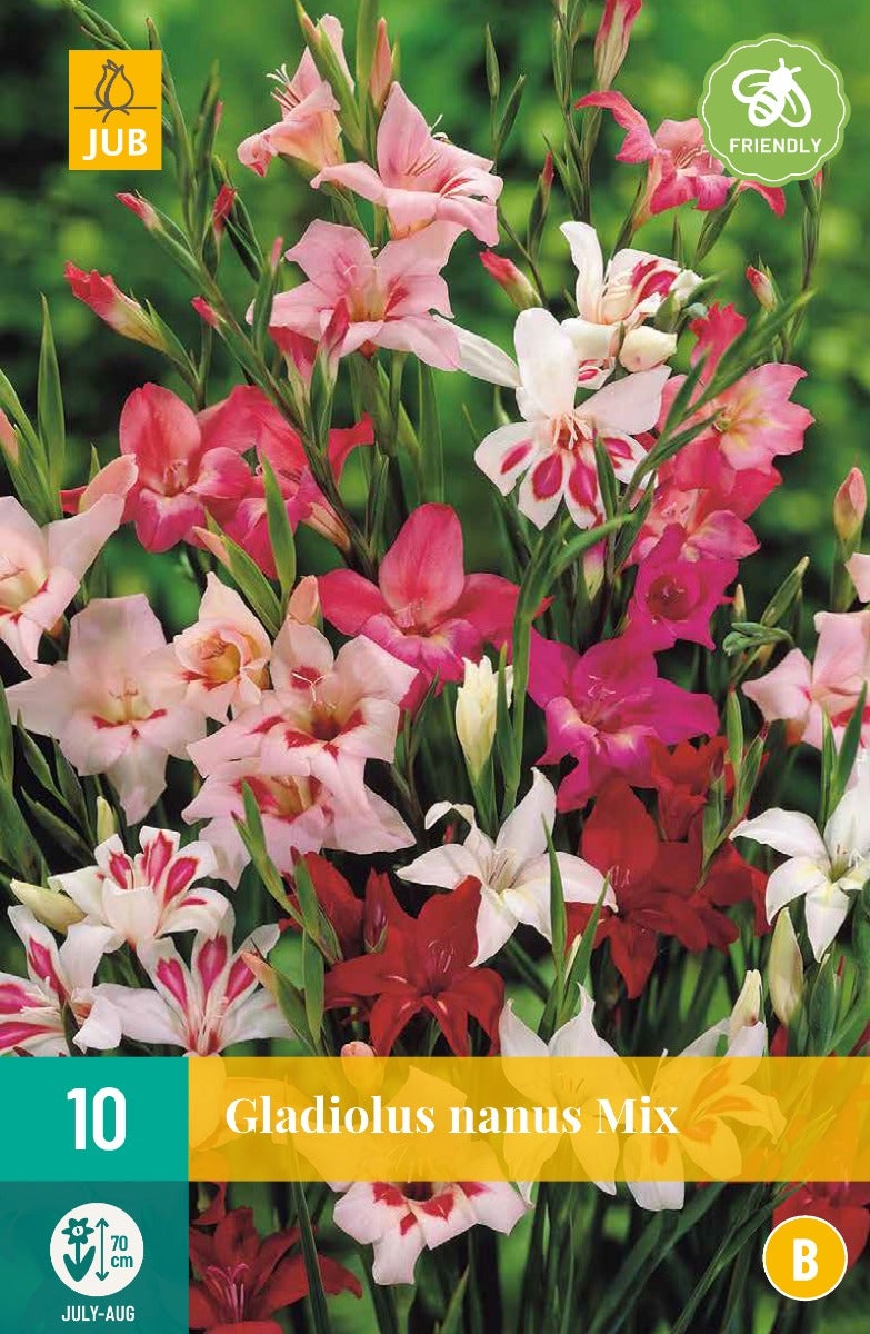 Gladiolus Nanus Mix