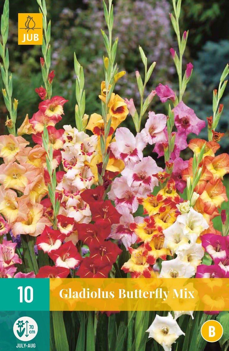 Gladiolus Butterfly Mix