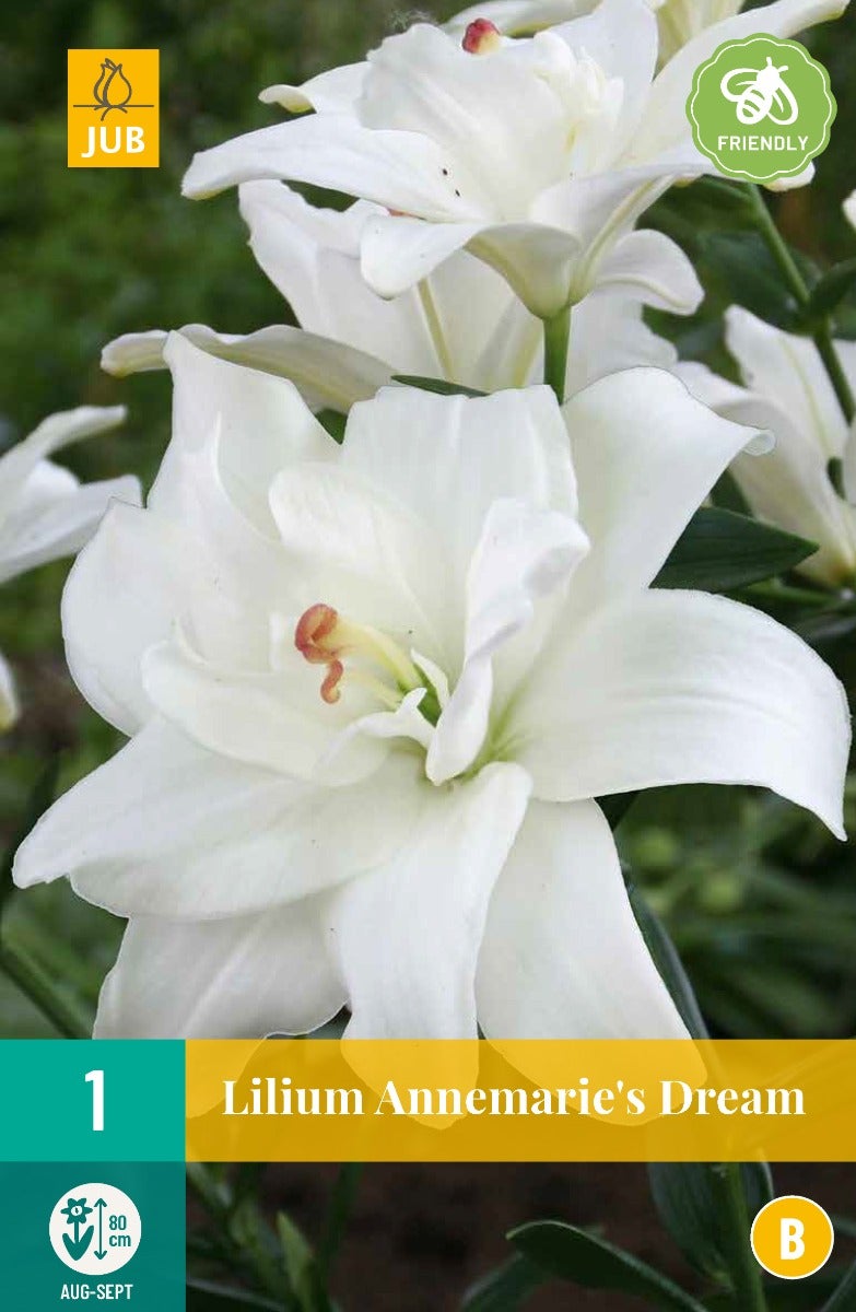 Lilium Annemarie'S Dream