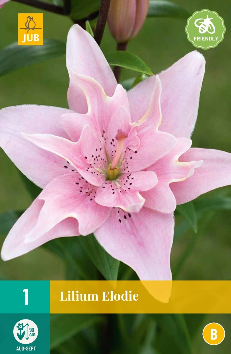 Lilium Elodie