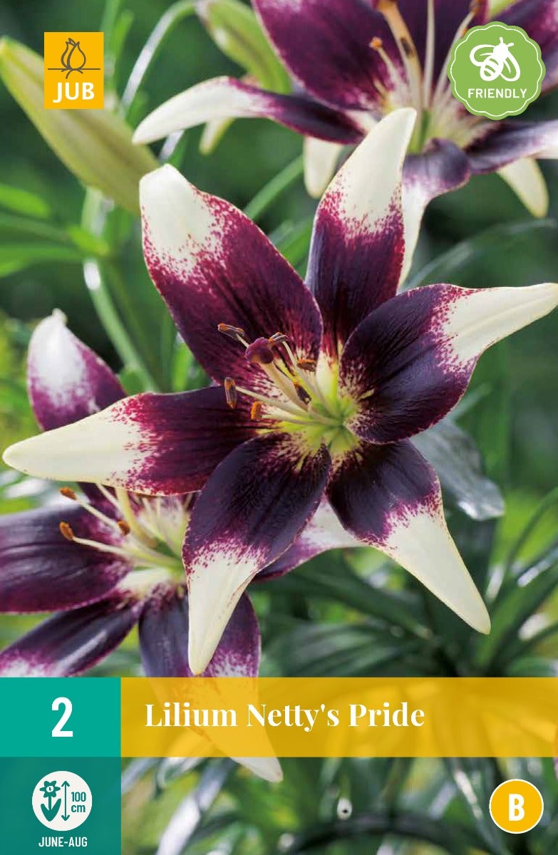 Lilium Netty'S Pride