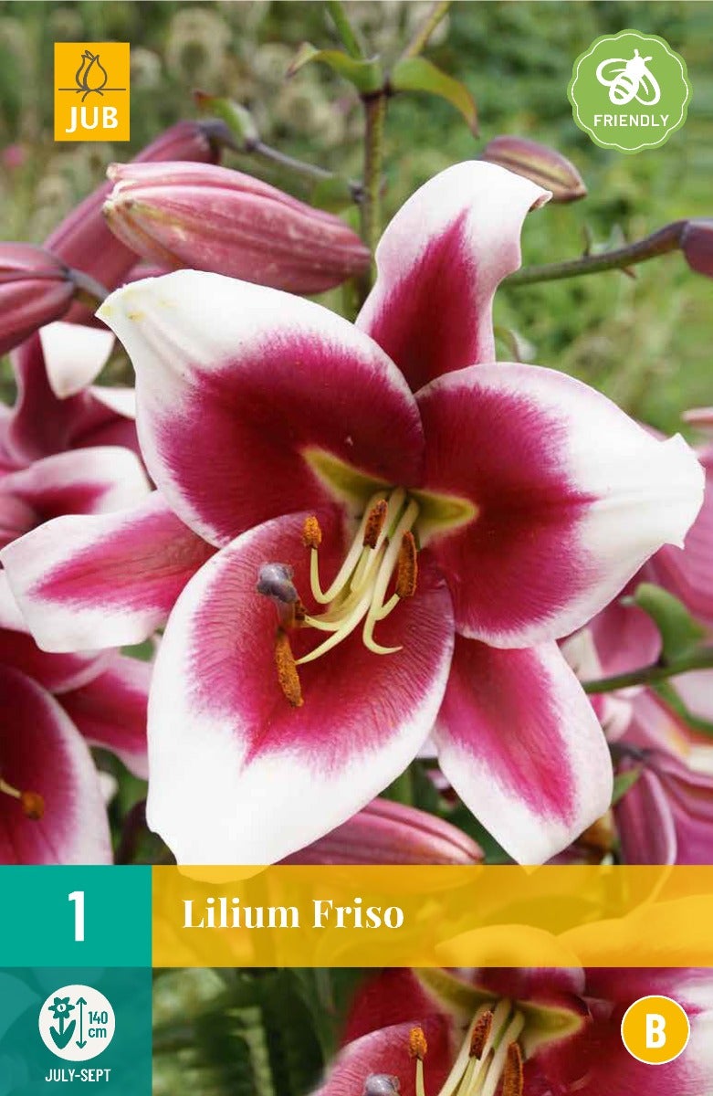 Lilium Friso