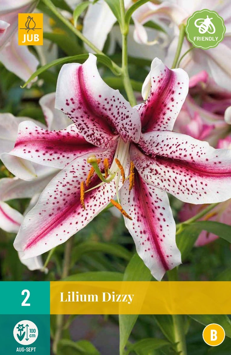 Lilium Dizzy