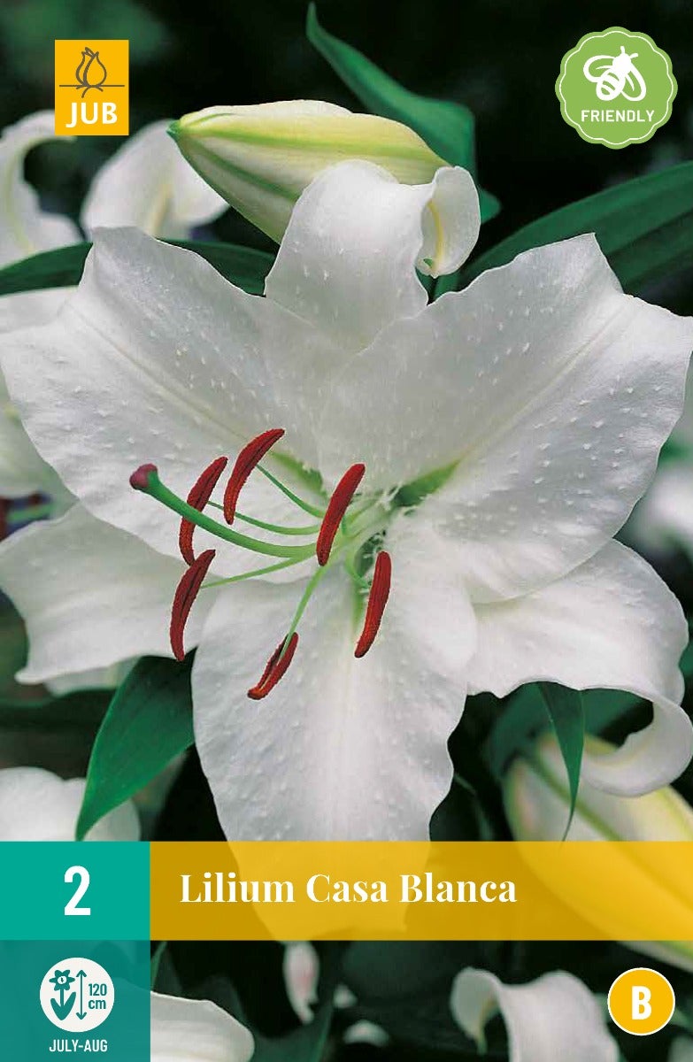 Lilium Casa Blanca