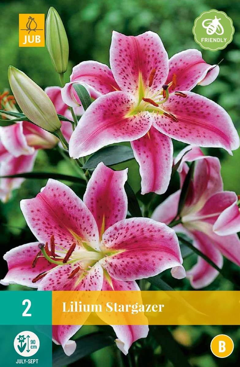 Lilium Stargazer
