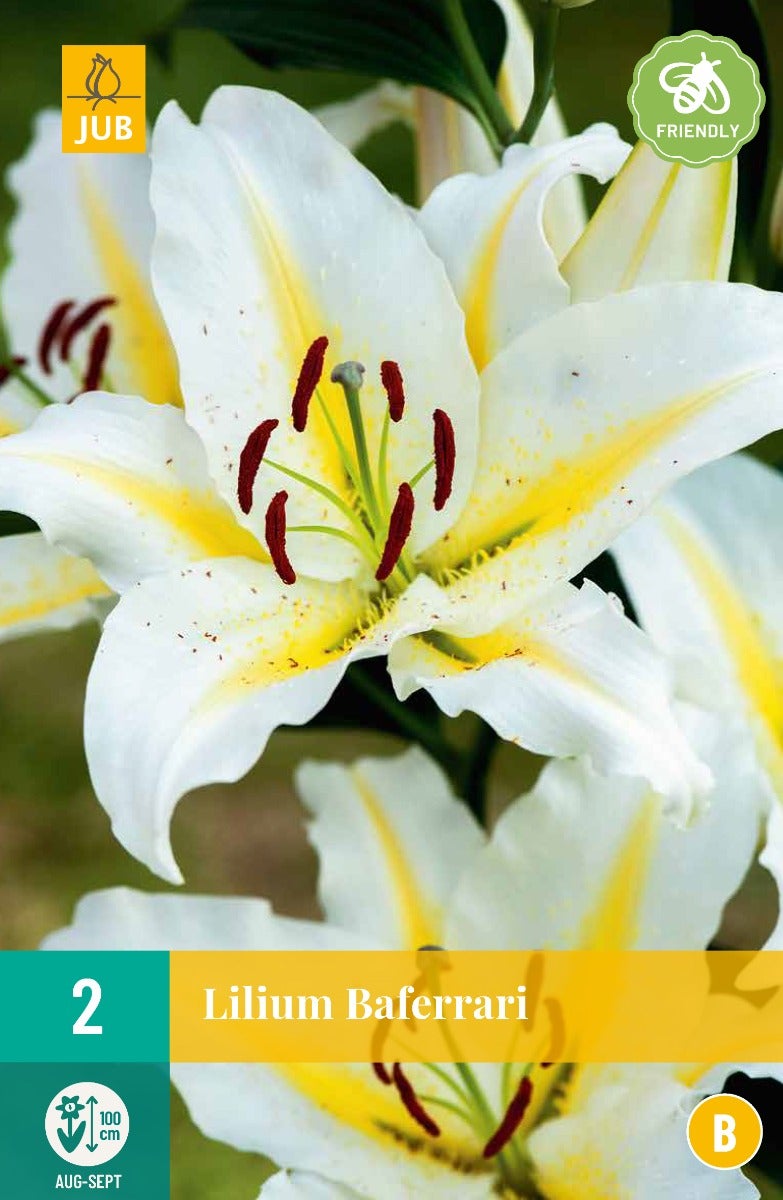 Lilium Baferrari