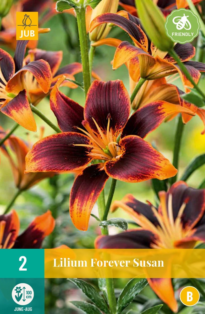 Lilium Forever Susan