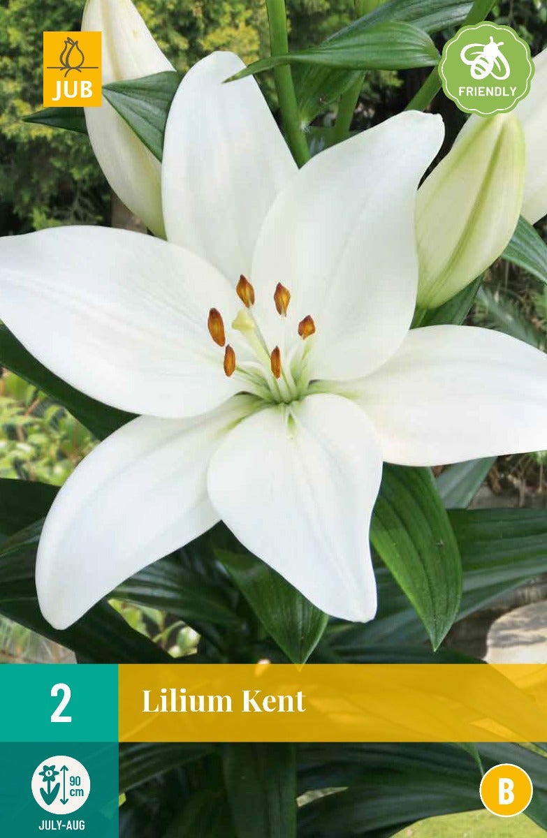 Lilium Kent