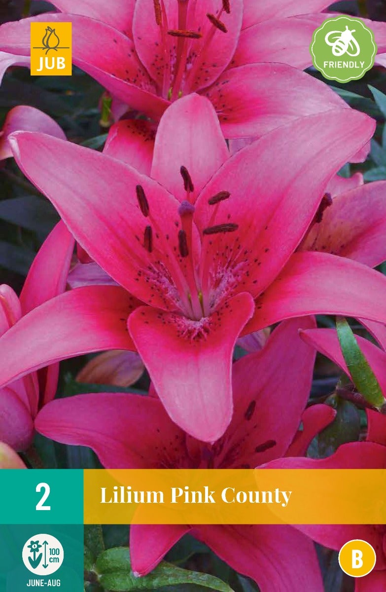 Lilium Pink County