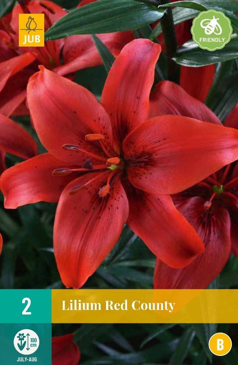 Lilium Red County