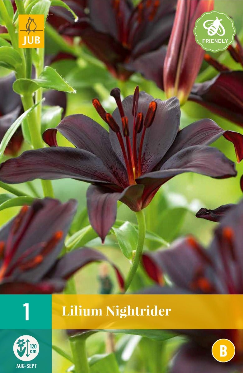 Lilium Nightrider