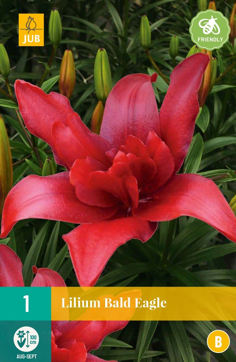 Lilium Bald Eagle