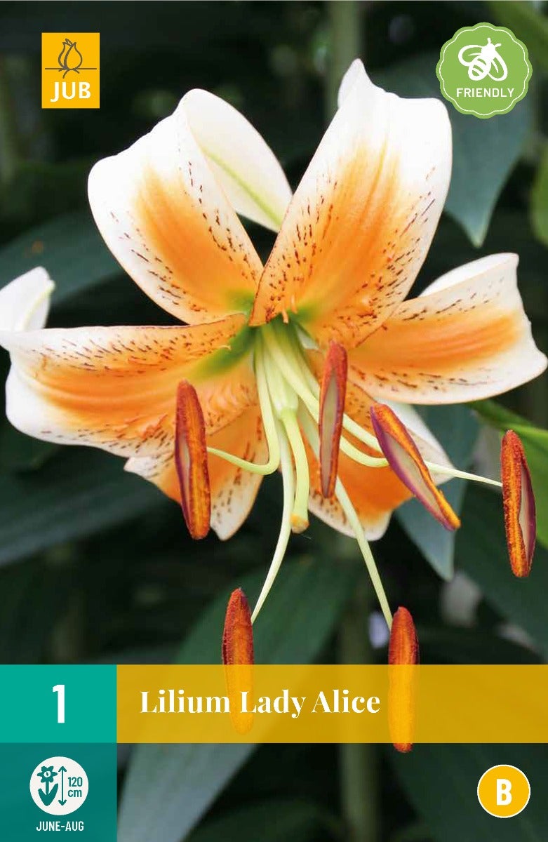 Lilium Lady Alice