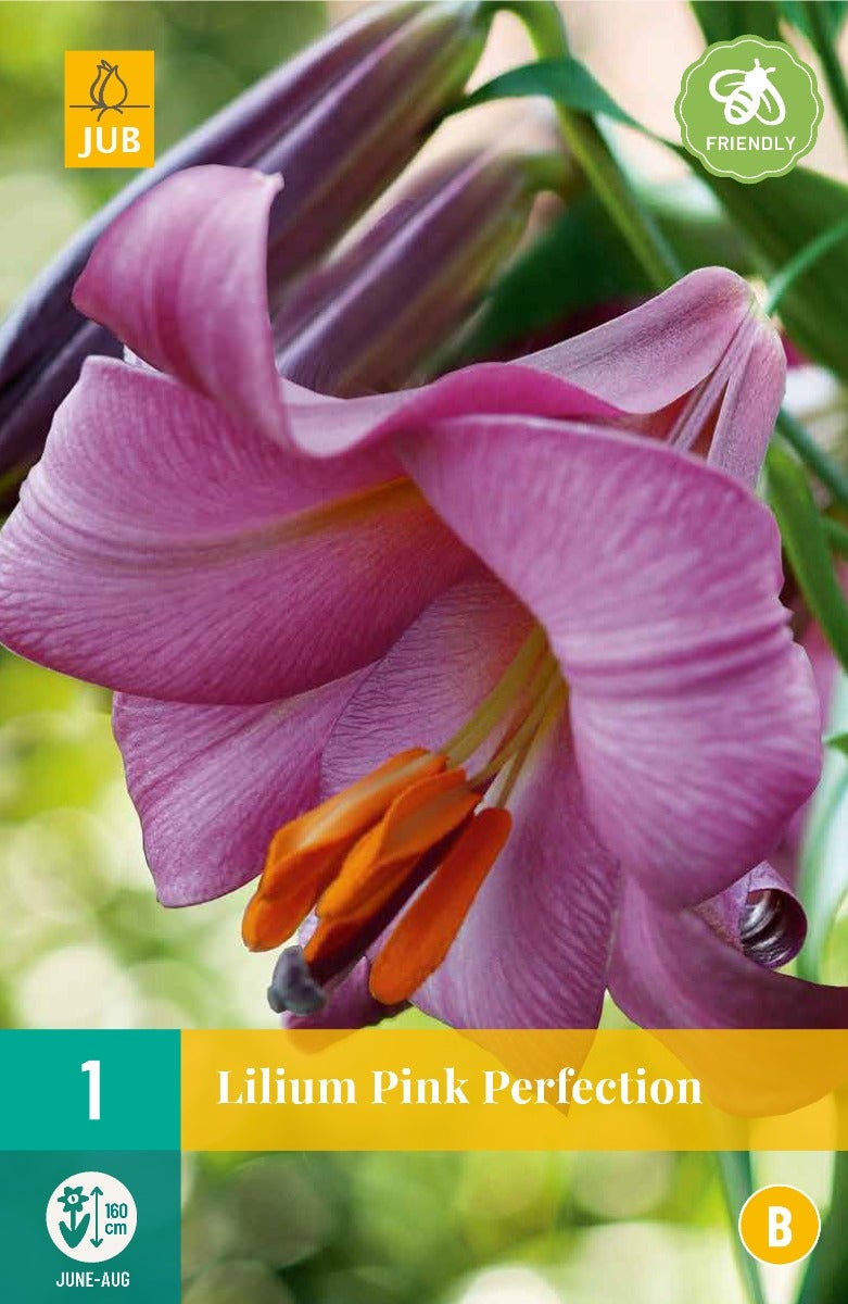 Lilium Pink Perfection
