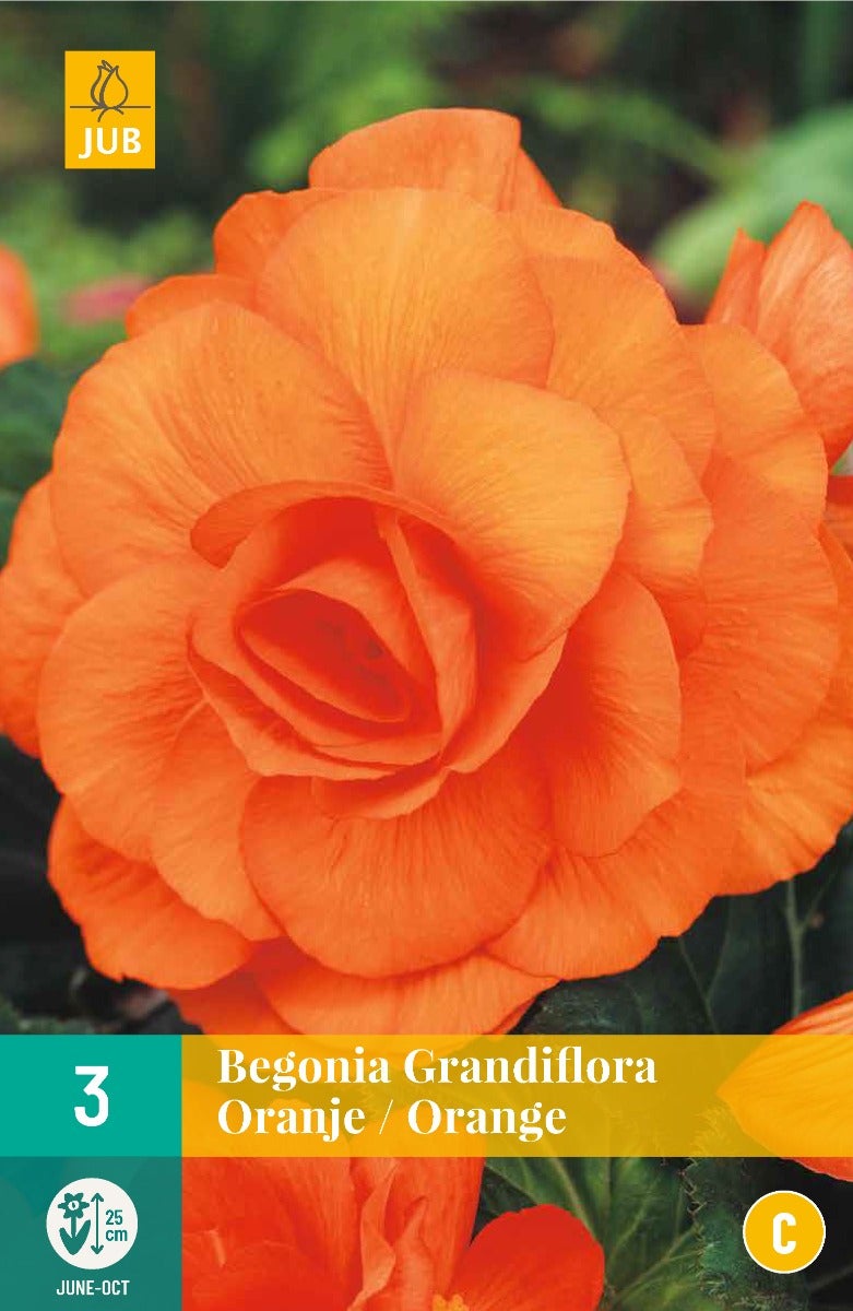 Begonia Grandiflora Oranje