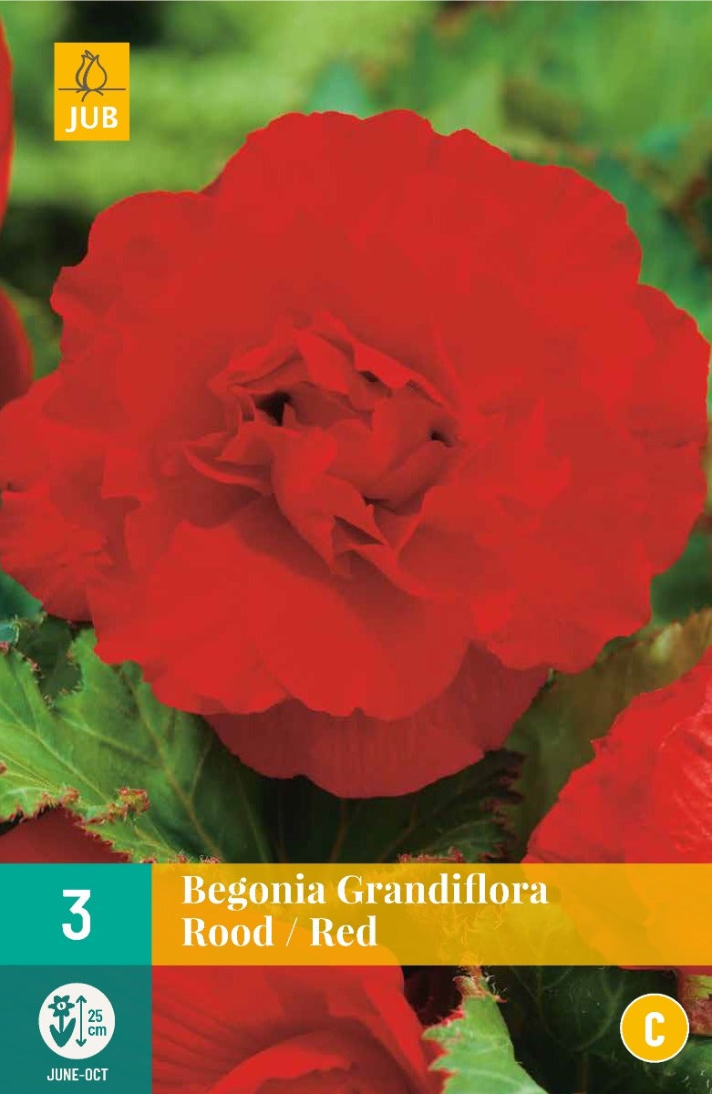 Begonia Grandiflora Rood