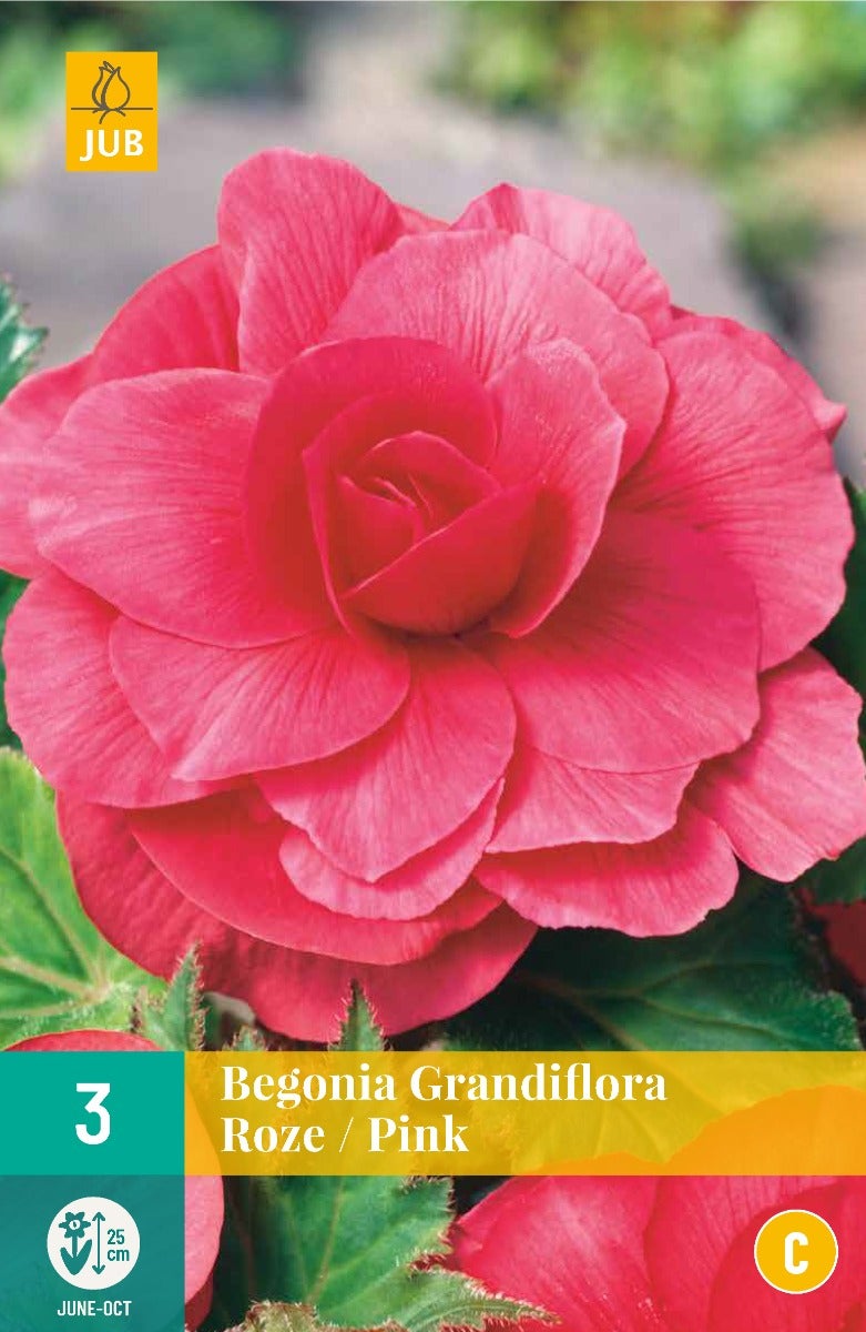 Begonia Grandiflora Roze