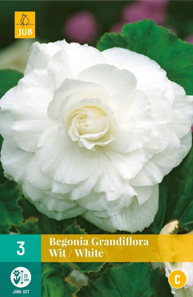 Begonia Grandiflora Wit