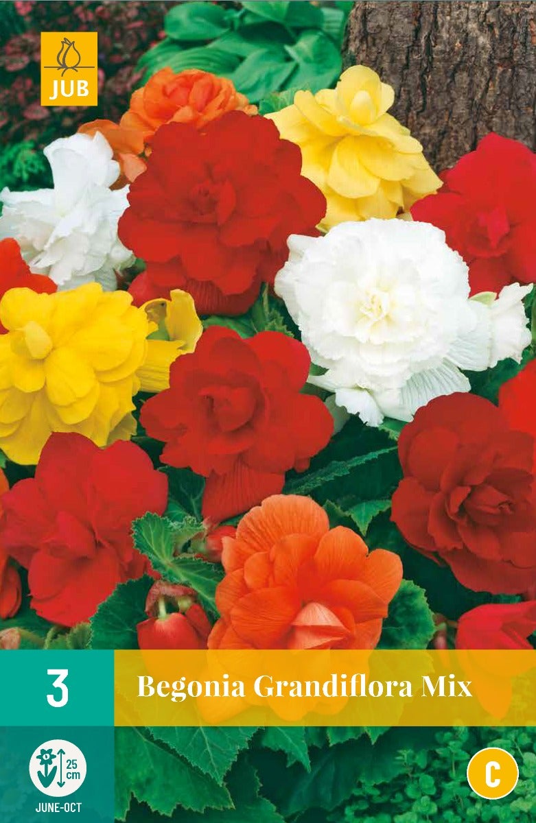 Begonia Grandiflora Mix