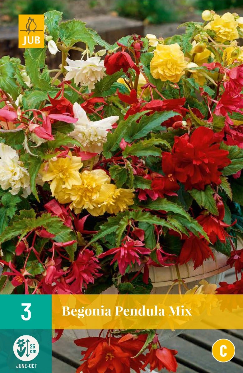 Begonia Pendula Mix