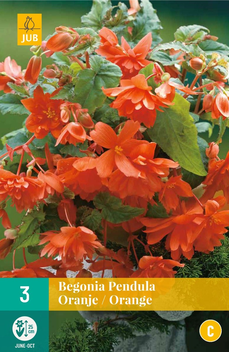 Begonia Pendula Oranje