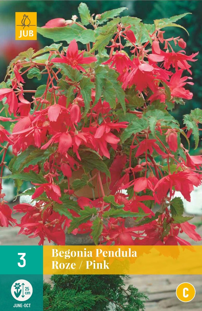Begonia Pendula Roze