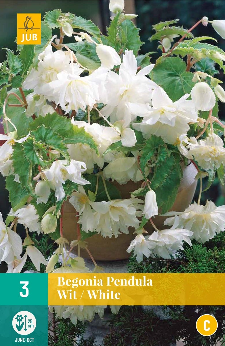 Begonia Pendula Wit