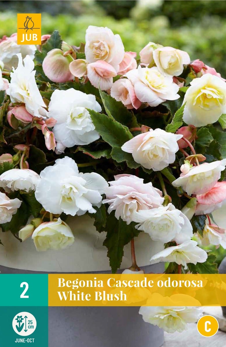 Begonia Cascade Odorosa White Blush