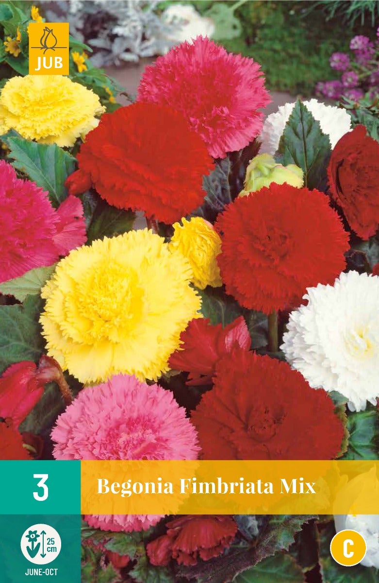 Begonia Fimbriata Mix